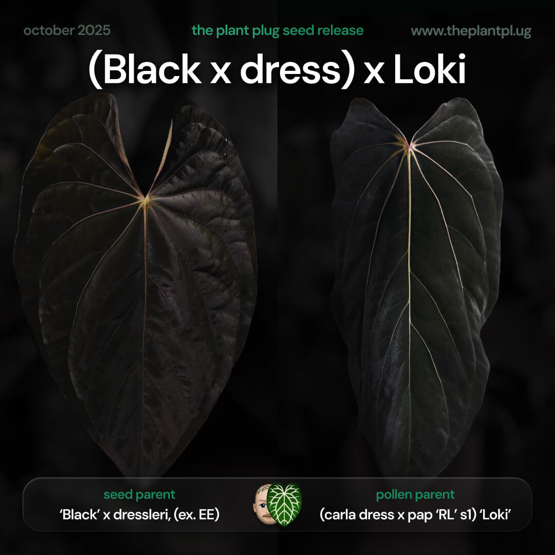 Anthurium (Black x dressleri) x Loki • germinated seeds – The