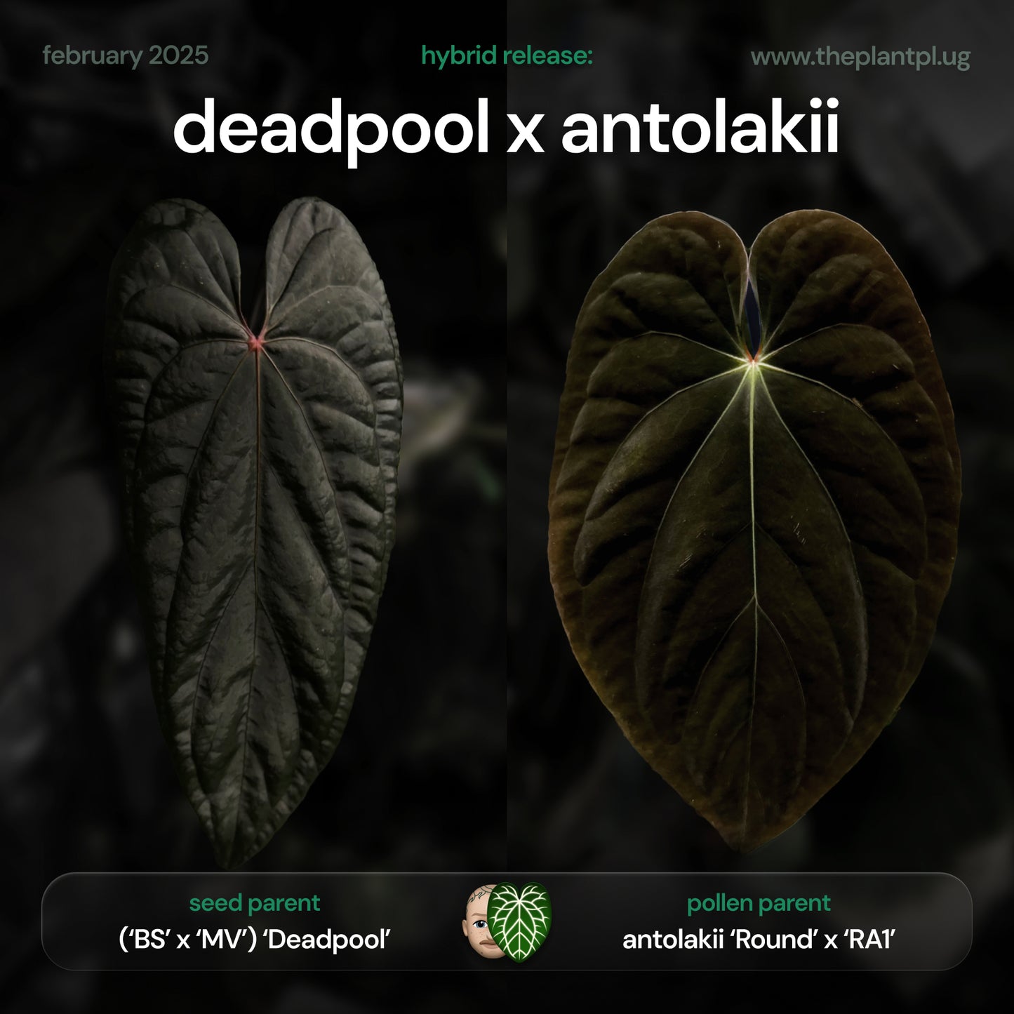 Anthurium 'deadpool' x antolakii • germinated seeds