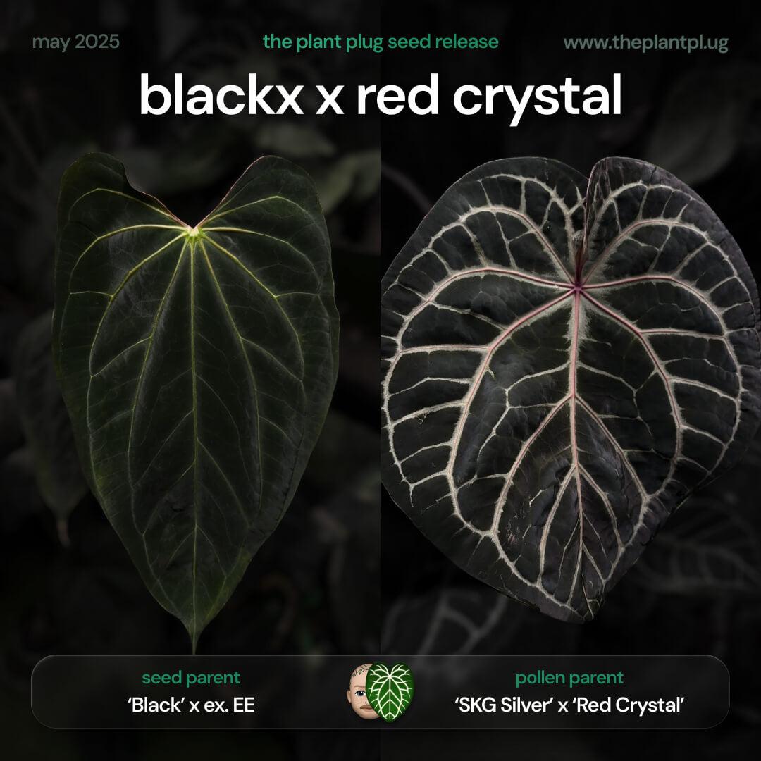Anthurium ('Black' x) x red crystal • germinated seeds