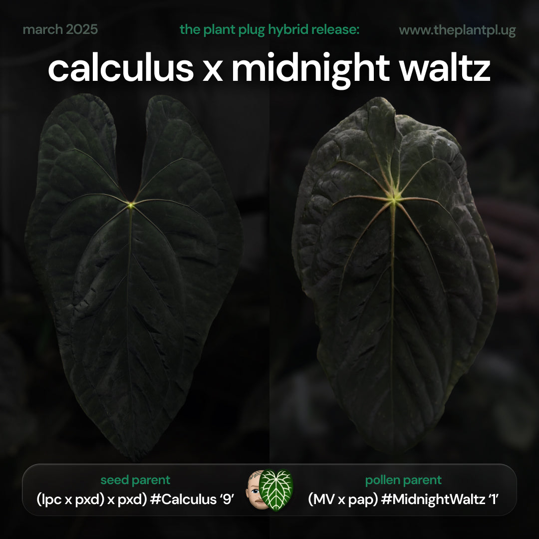 Anthurium Calculus x Midnight Waltz • germinated seeds