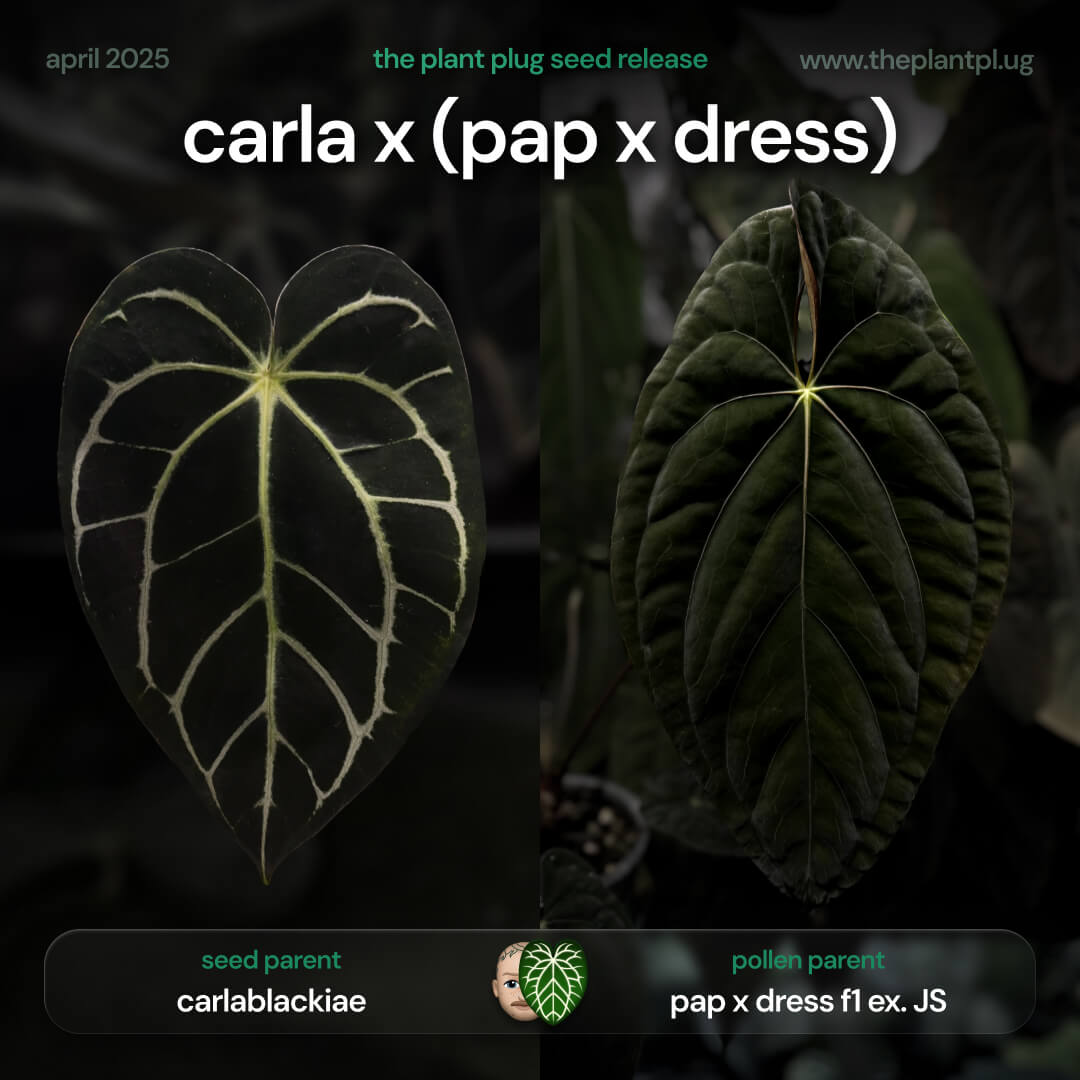 Anthurium carlablackiae x (pap x dress JS) β’ germinated seeds