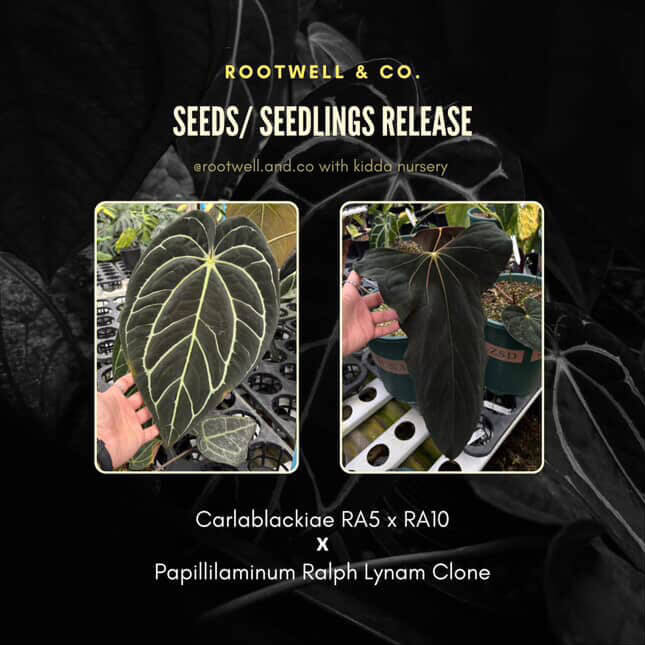 Anthurium carlablackiae x papillilaminum 'Ralph Lynam' • germinated seeds