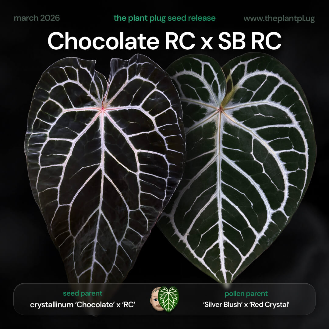 Anthurium Chocolate Red Crystallinum x Silver Blush Red Crystal