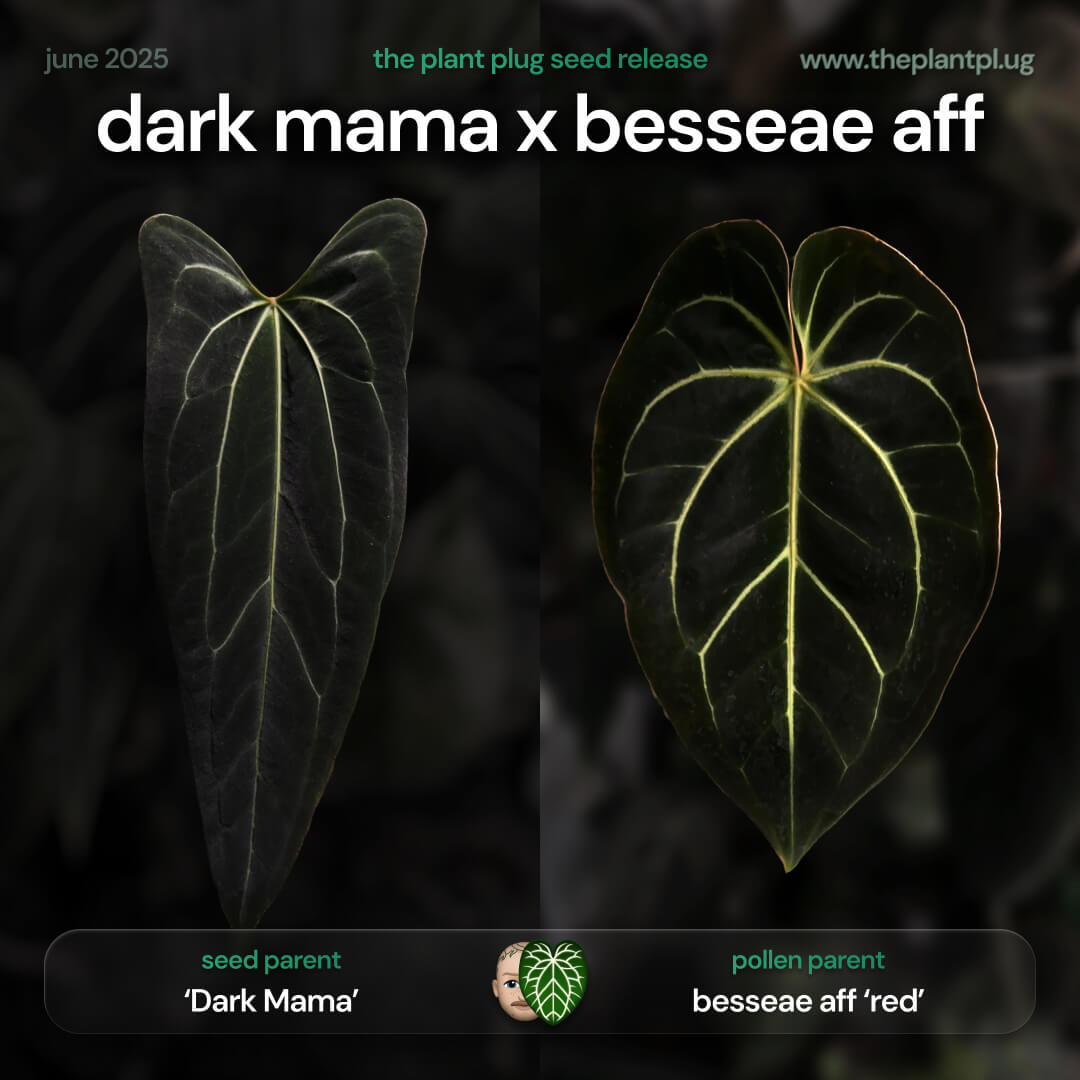 Anthurium Dark Mama x besseae aff • germinated seeds
