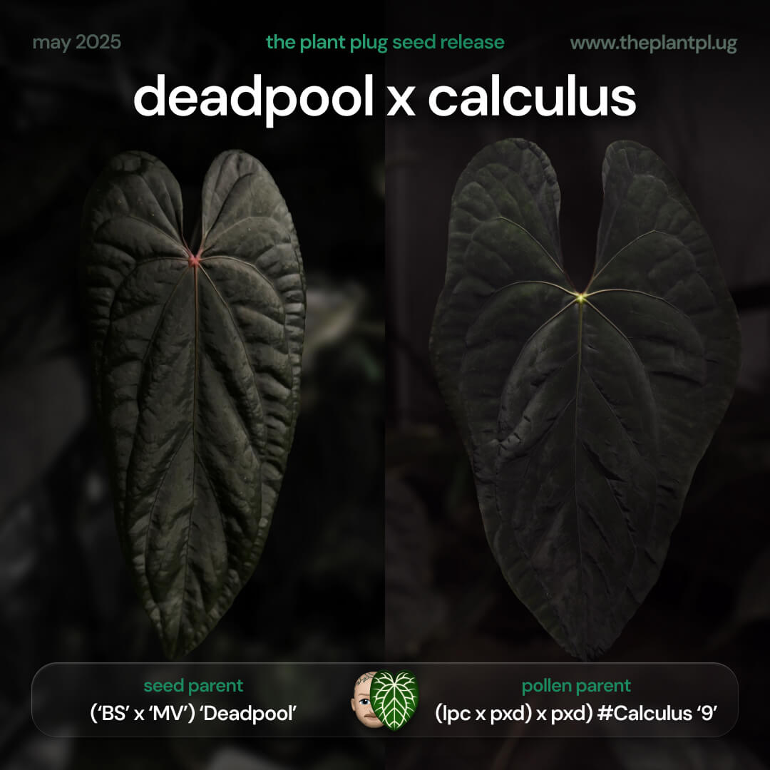 Anthurium 'Deadpool' x #Calculus • germinated seeds