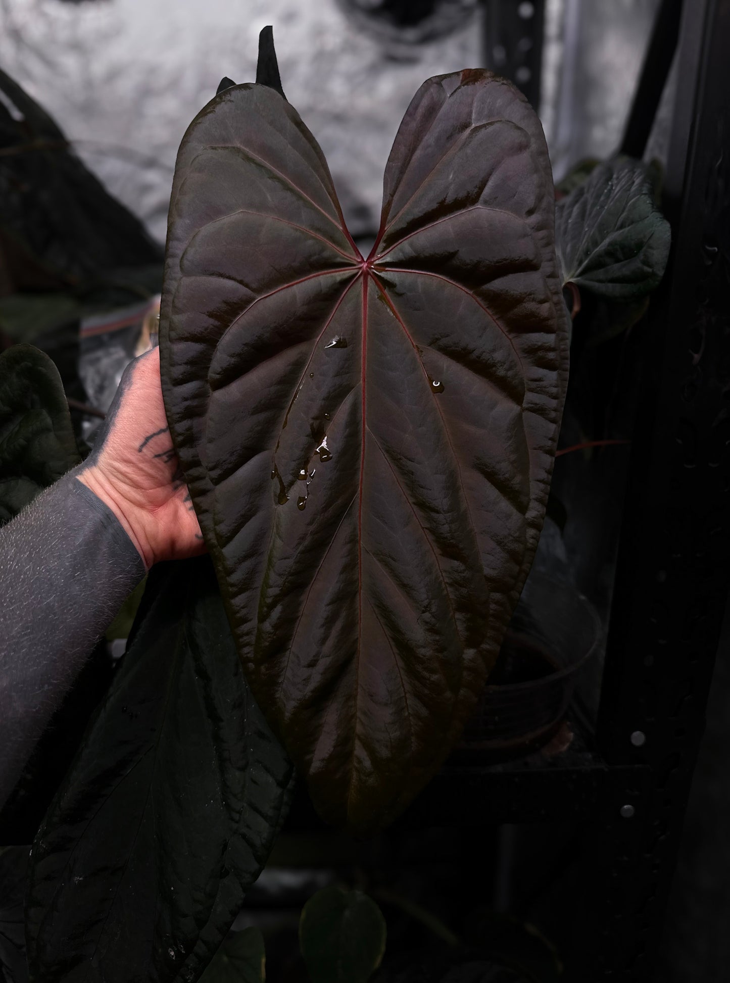 Anthurium Deadpool x luxurians • germinated seeds