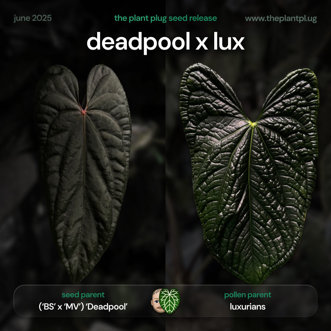Anthurium Deadpool x luxurians • germinated seeds