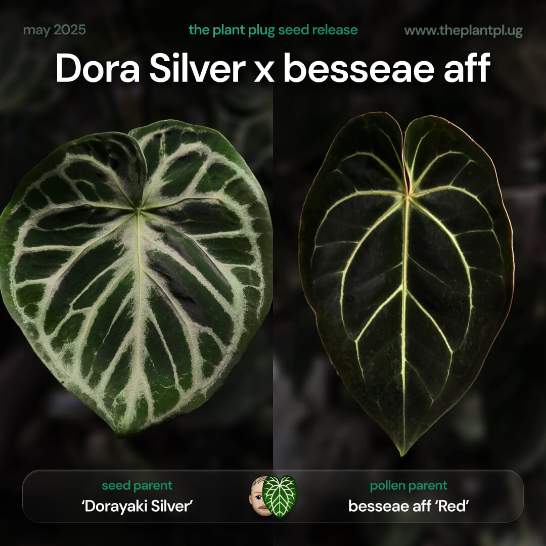 Anthurium 'Dorayaki Silver' x besseae aff 'Red' • Germinated Seeds