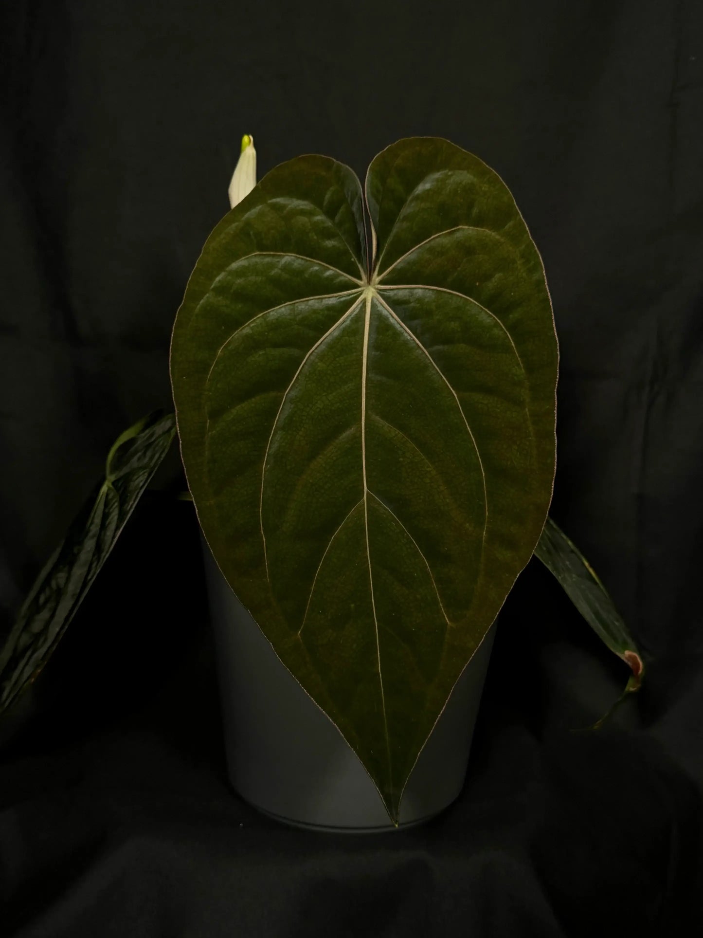 Anthurium (antolakii x 'Dark Phoenix') x (dressleri x carlablackiae)