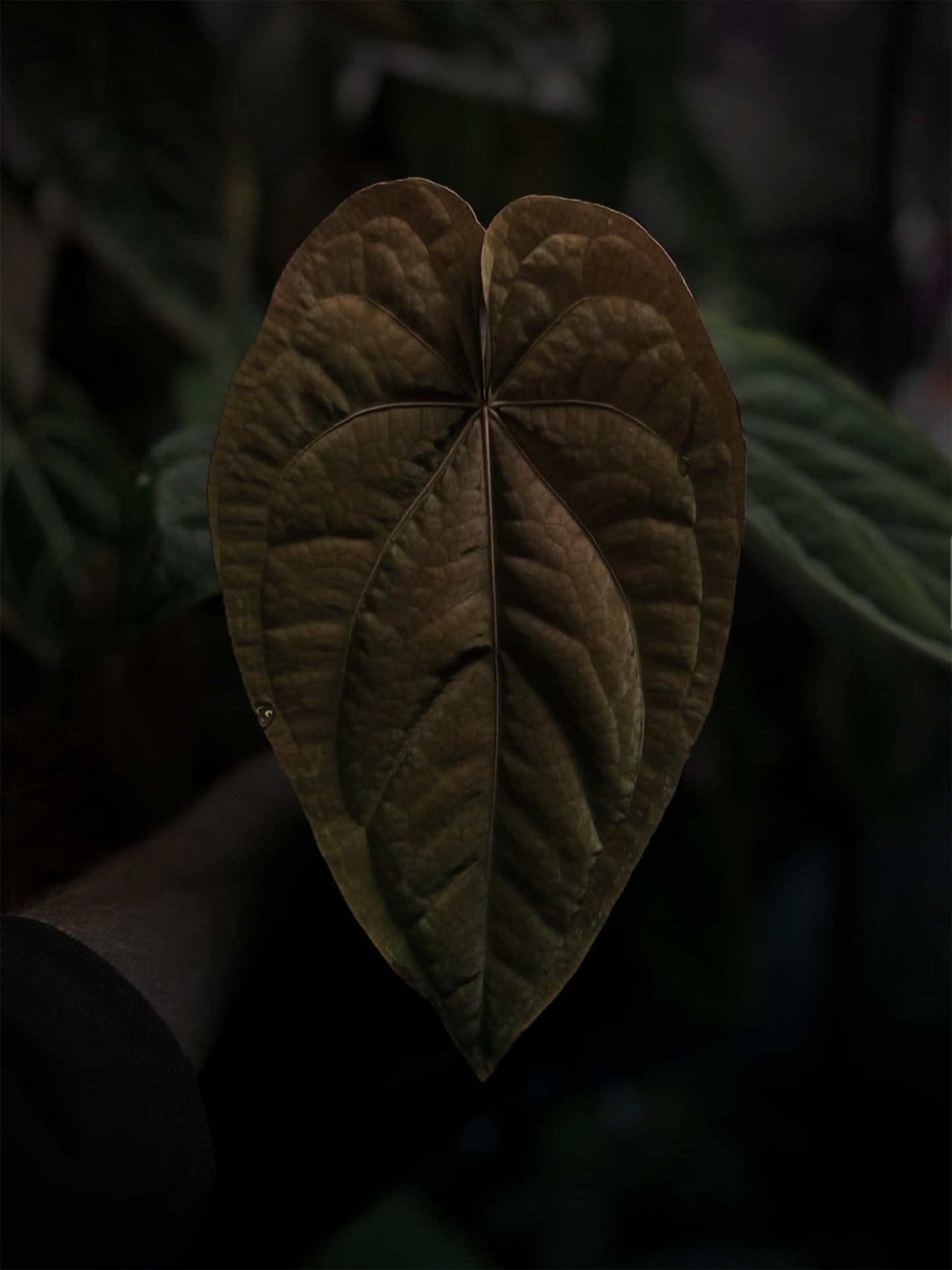 Anthurium Beelzebub x dressleri • germinated seeds
