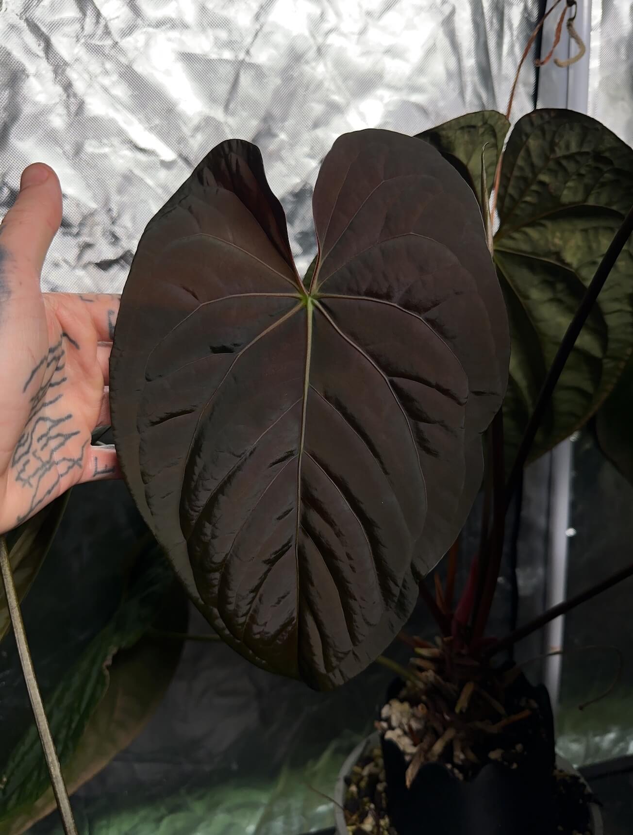 Anthurium papillilaminum hybrid 'Dropbear' x unknown • red veins