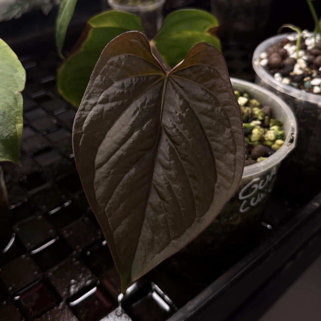Anthurium MV Port x Eastern Dress • germinated seeds