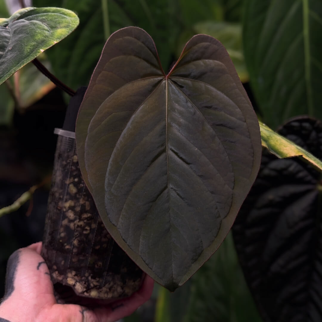 Anthurium MV Port x Eastern Dress • germinated seeds