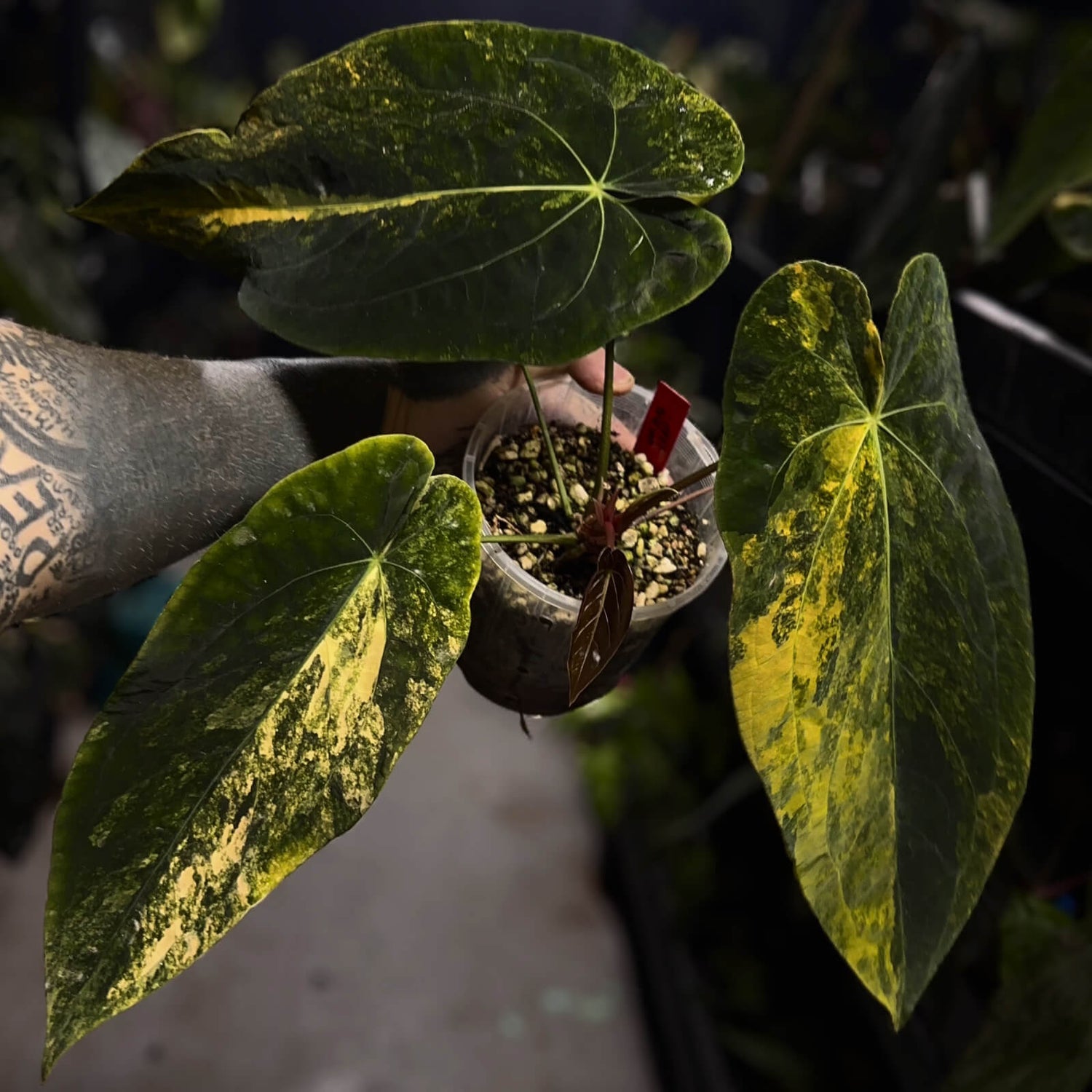 Anthurium forg pap variegated x pap bess • germinated seeds