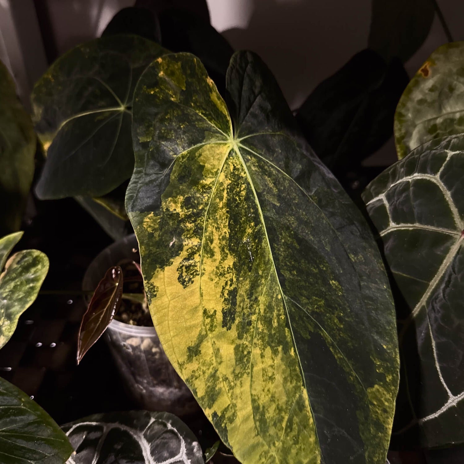 Anthurium forg pap variegated x pap bess • germinated seeds