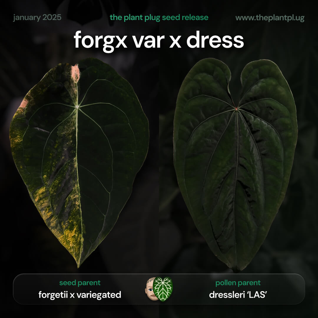 Anthurium forgetii hybrid x dressleri