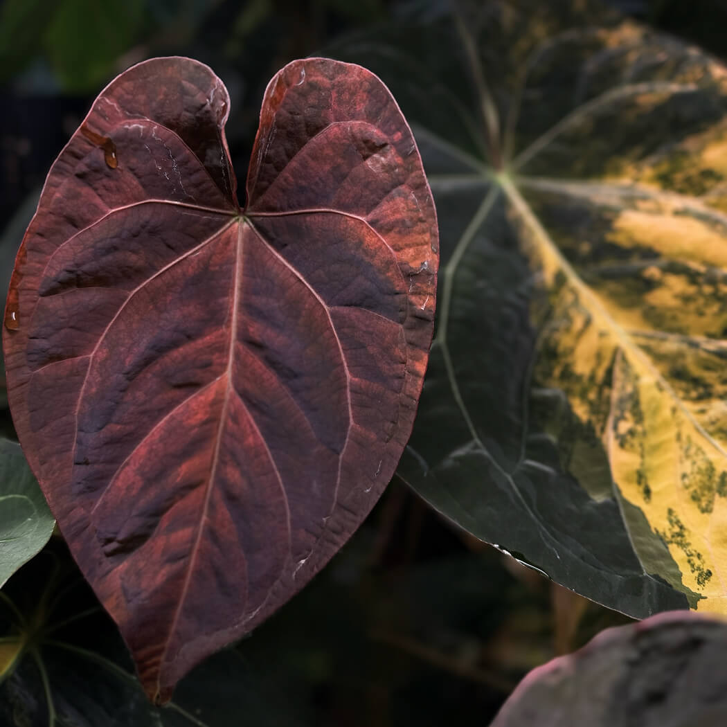 Anthurium 'Fruchoc' x open • germinated seeds