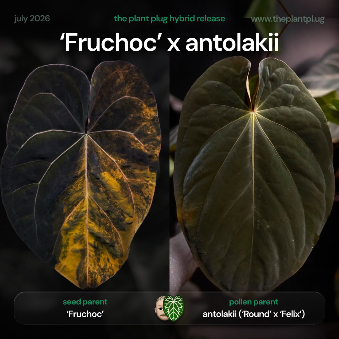 Anthurium 'Fruchoc' x antolakii ('Round' x 'Felix') • germinated seeds