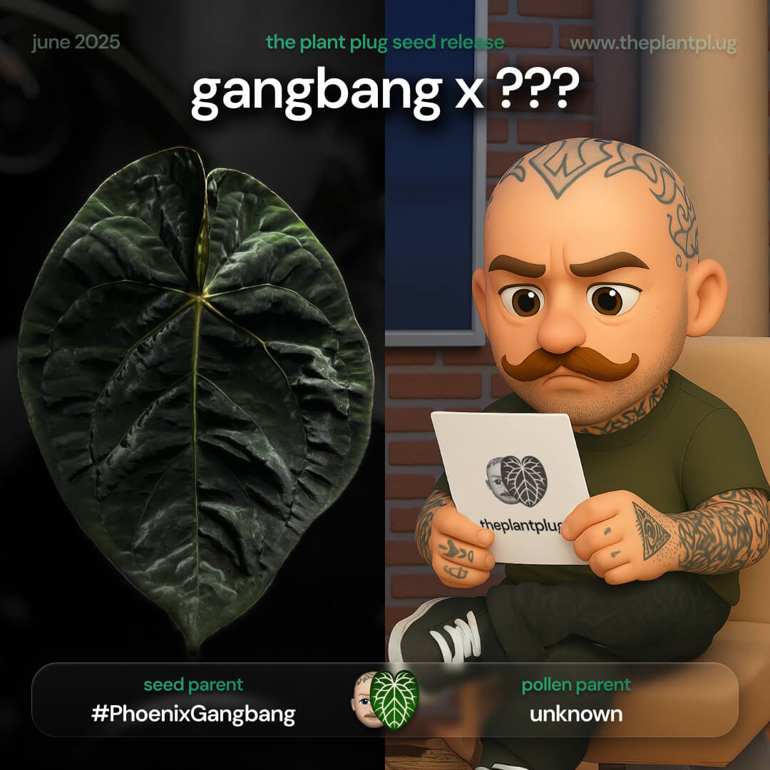 Anthurium Gangb💥ng x • germinated seeds