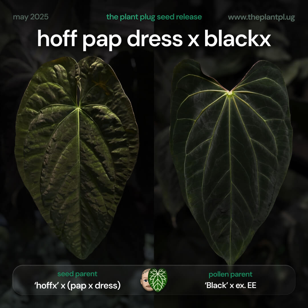 Anthurium (('hoffx' x (pap x dress)) x ('Black' x) • germinated seeds