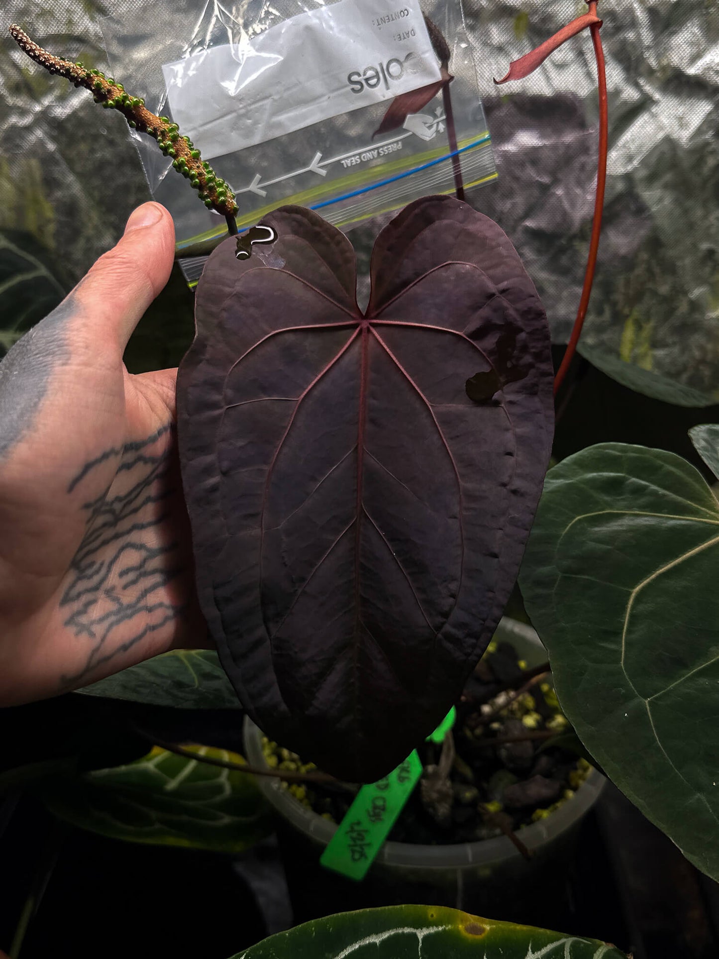Anthurium Ruby Zoisite x 'Jayda' • germinated seeds