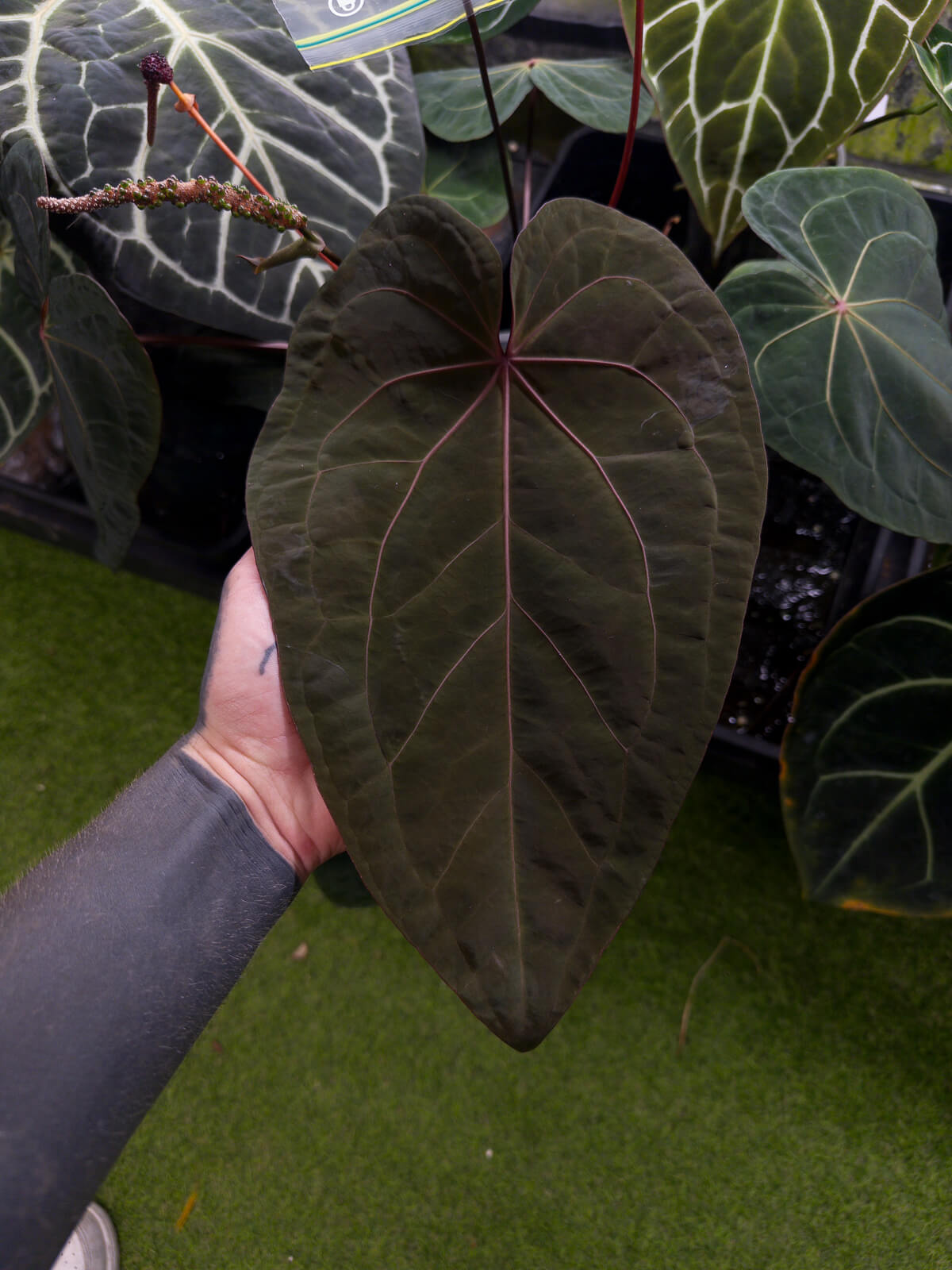 Anthurium 'Red Crystal' x 'Jayda' • germinated seeds