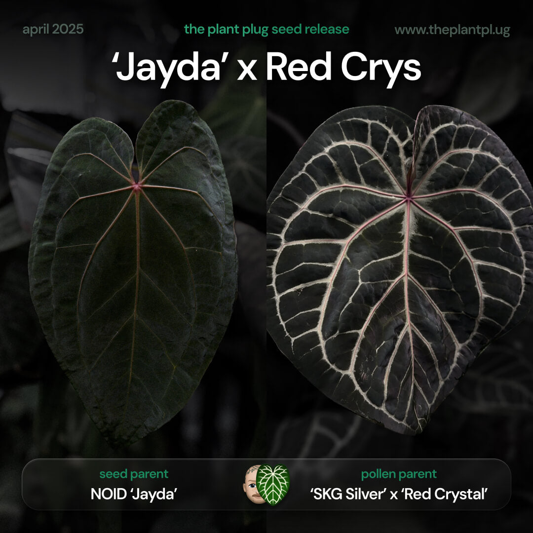 Anthurium 'Jayda' x 'Red Crystal'