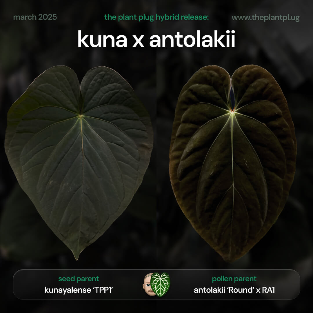 Anthurium kunayalense x antolakii / 'bvep' • First release 🔥