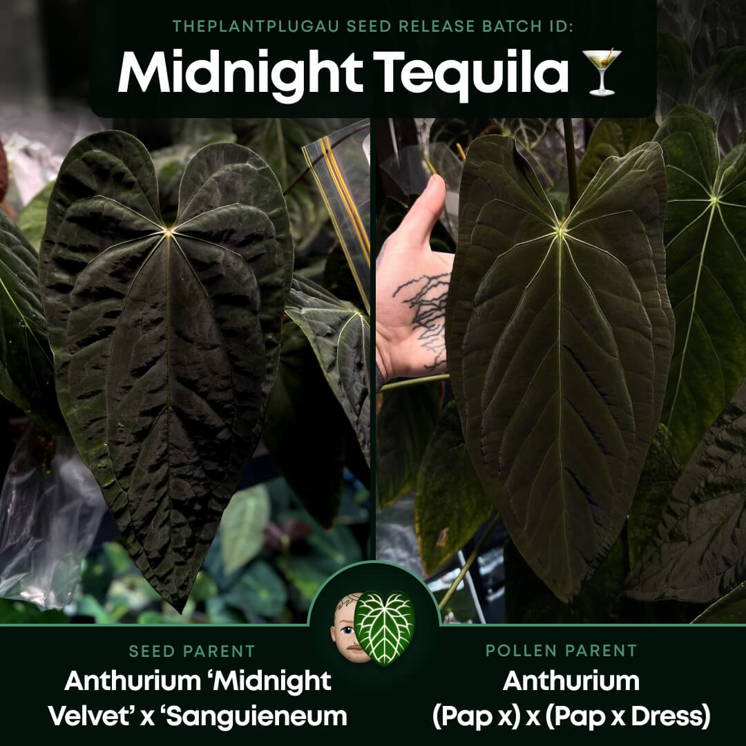 Anthurium #MidnightTequila • wide sinus