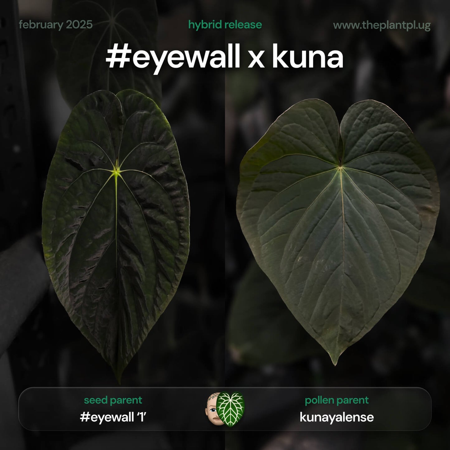 Anthurium ('Midnight Velvet' x pap) x kunayalense