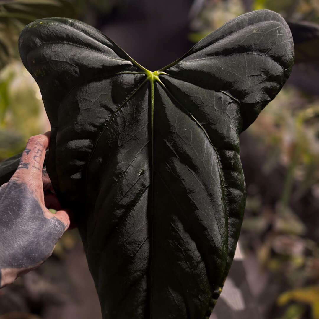 Anthurium MV Port x Eastern Dress • germinated seeds