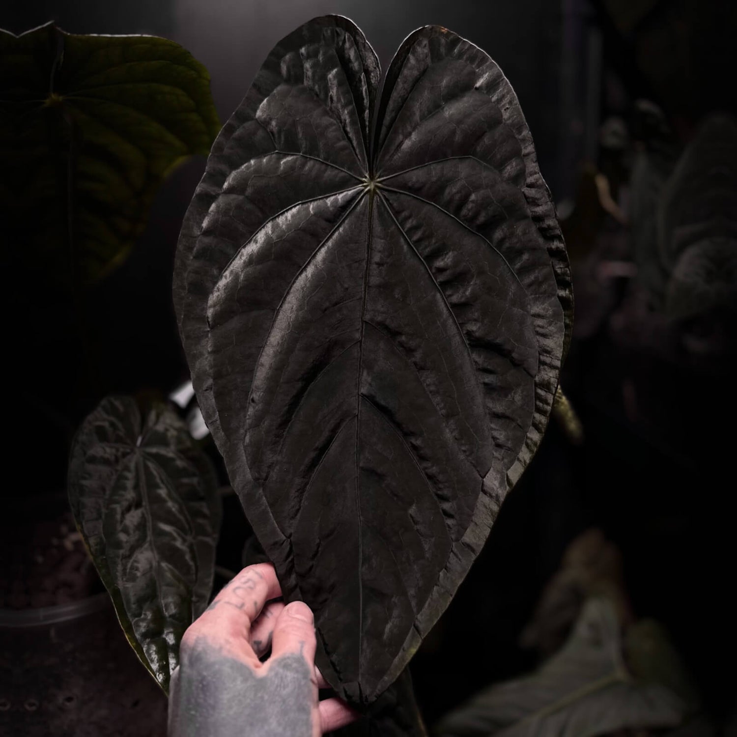 Anthurium MP Dress x BC pap • germinated seeds