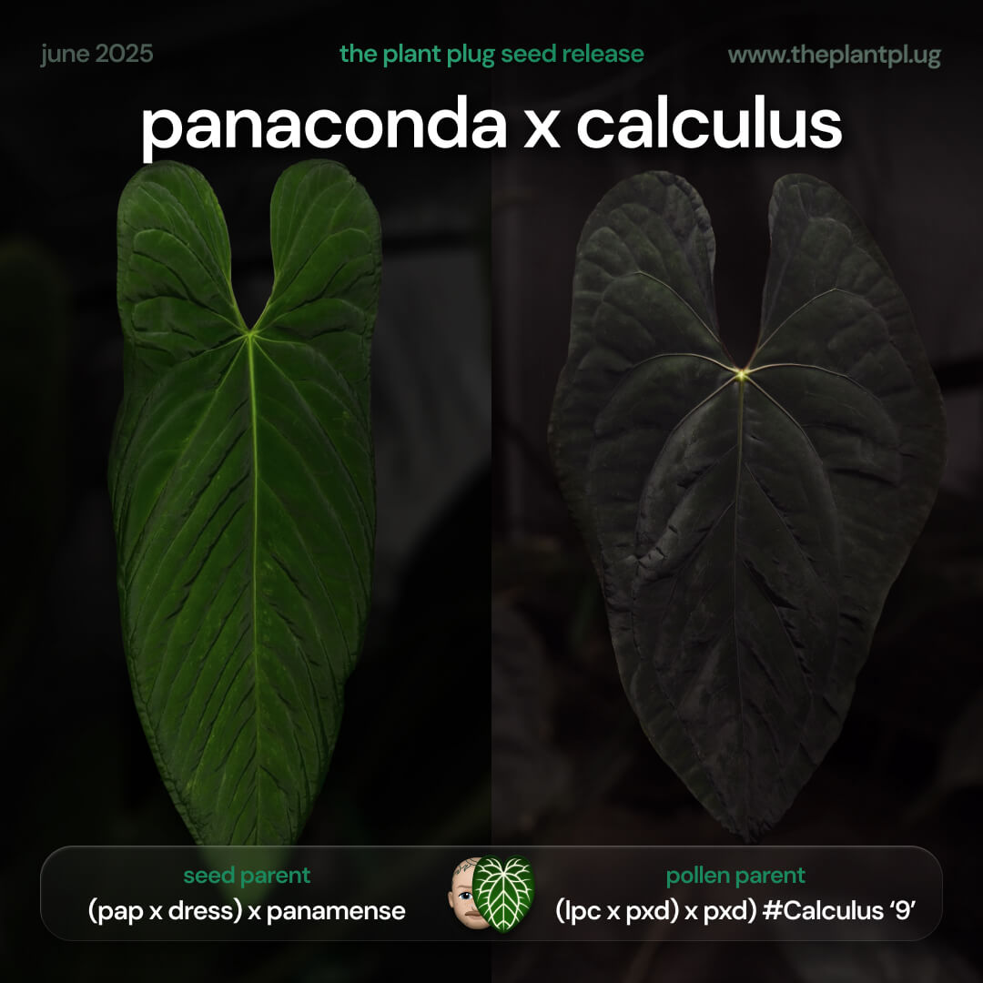 Anthurium Panaconda x Calculus • germinated seeds