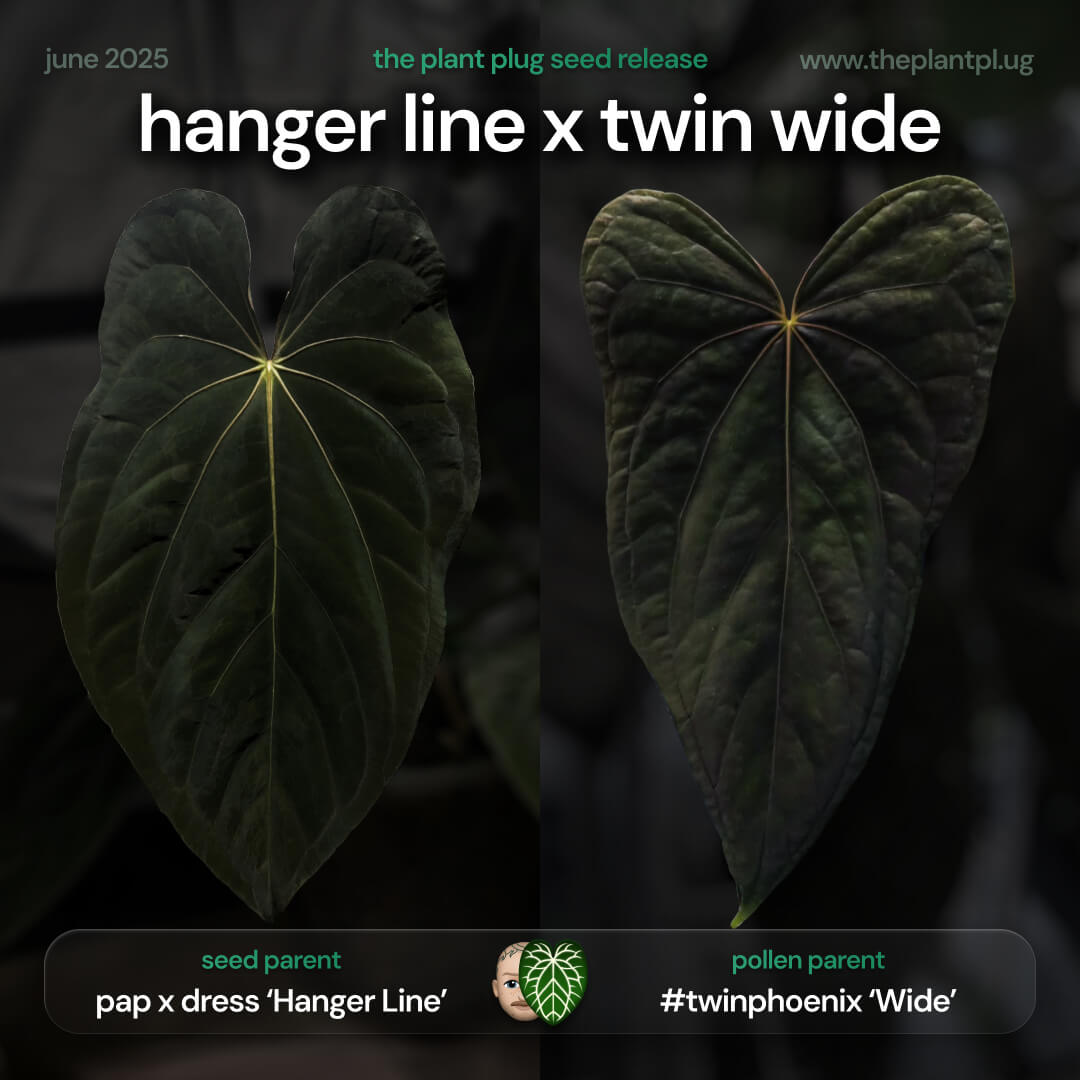 Anthurium pap x dress Hanger Line x Twin Phoenix • germinated seeds