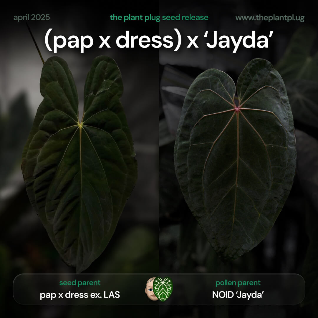 Anthurium (pap x dress) x 'Jayda' • germinated seeds