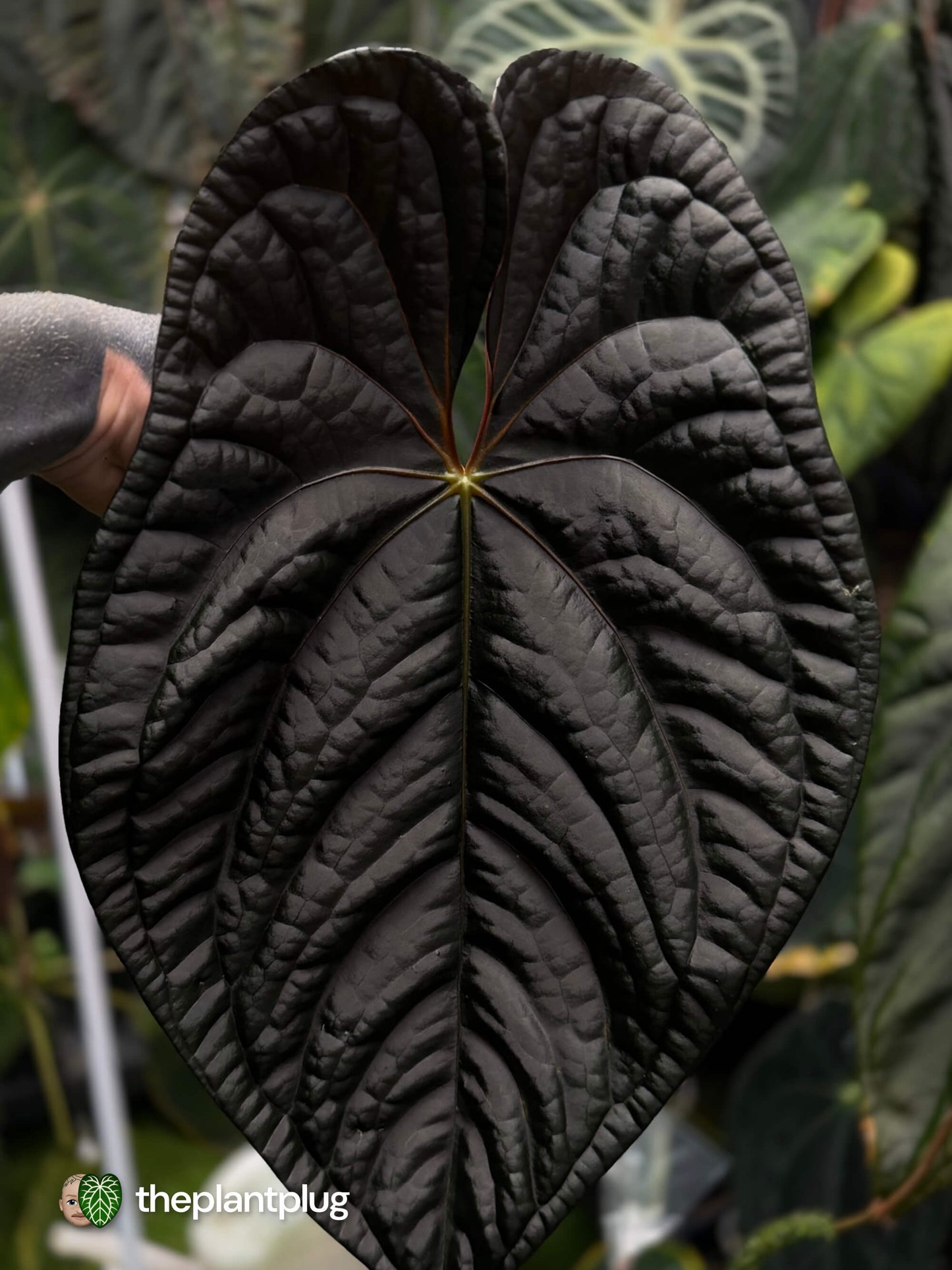 Anthurium Magma x Eyewall • germinated seeds