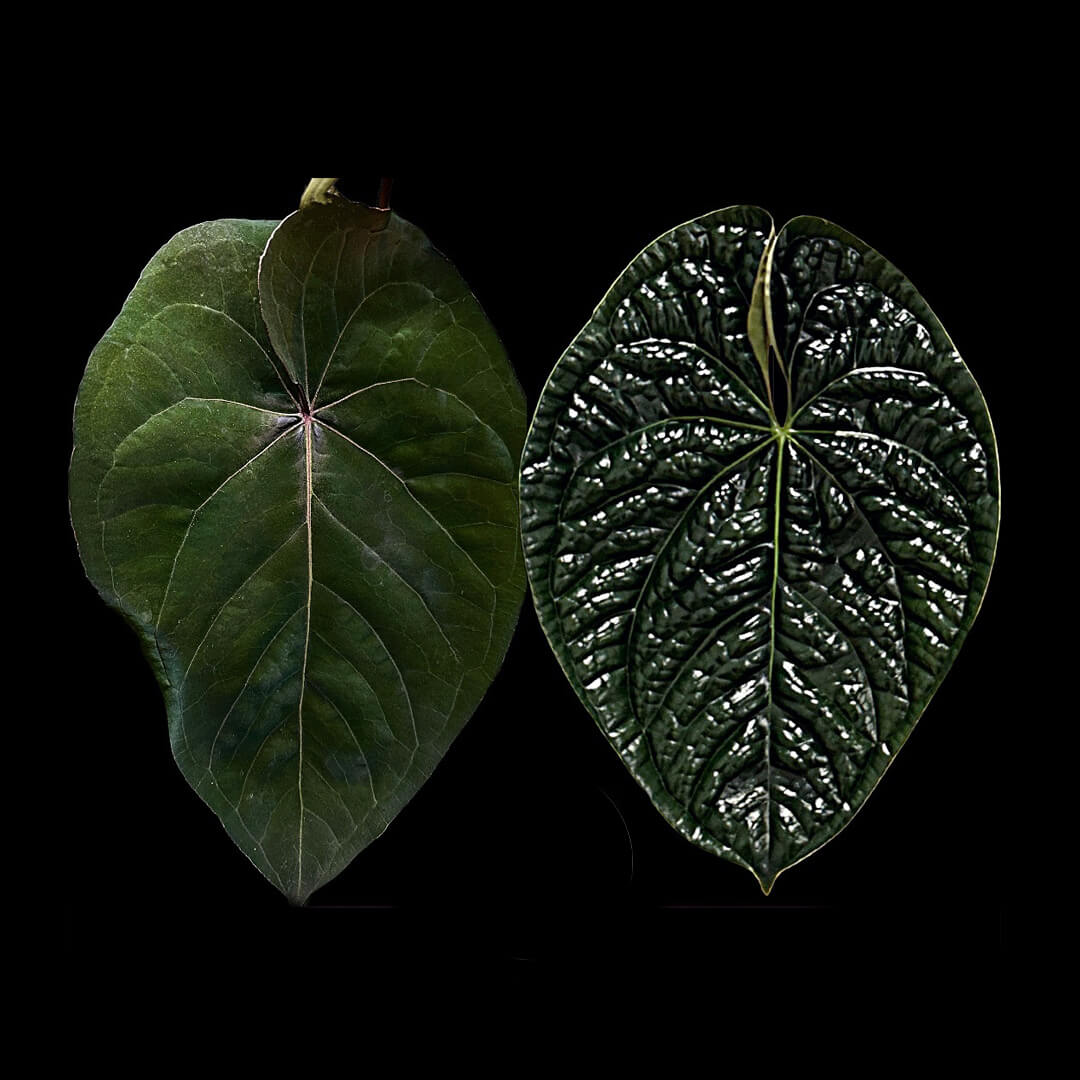 Anthurium ((pap x dress) x 'Waddle Noid') x luxurians