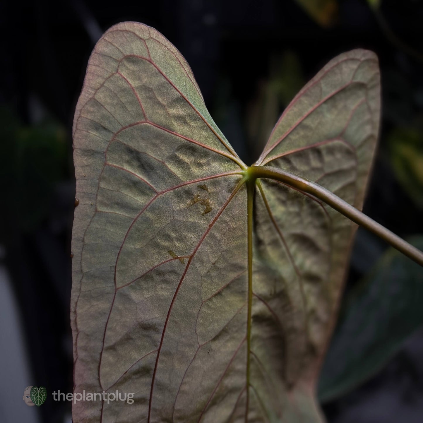 Midnight Tequila x pap papcarla • germinated seeds