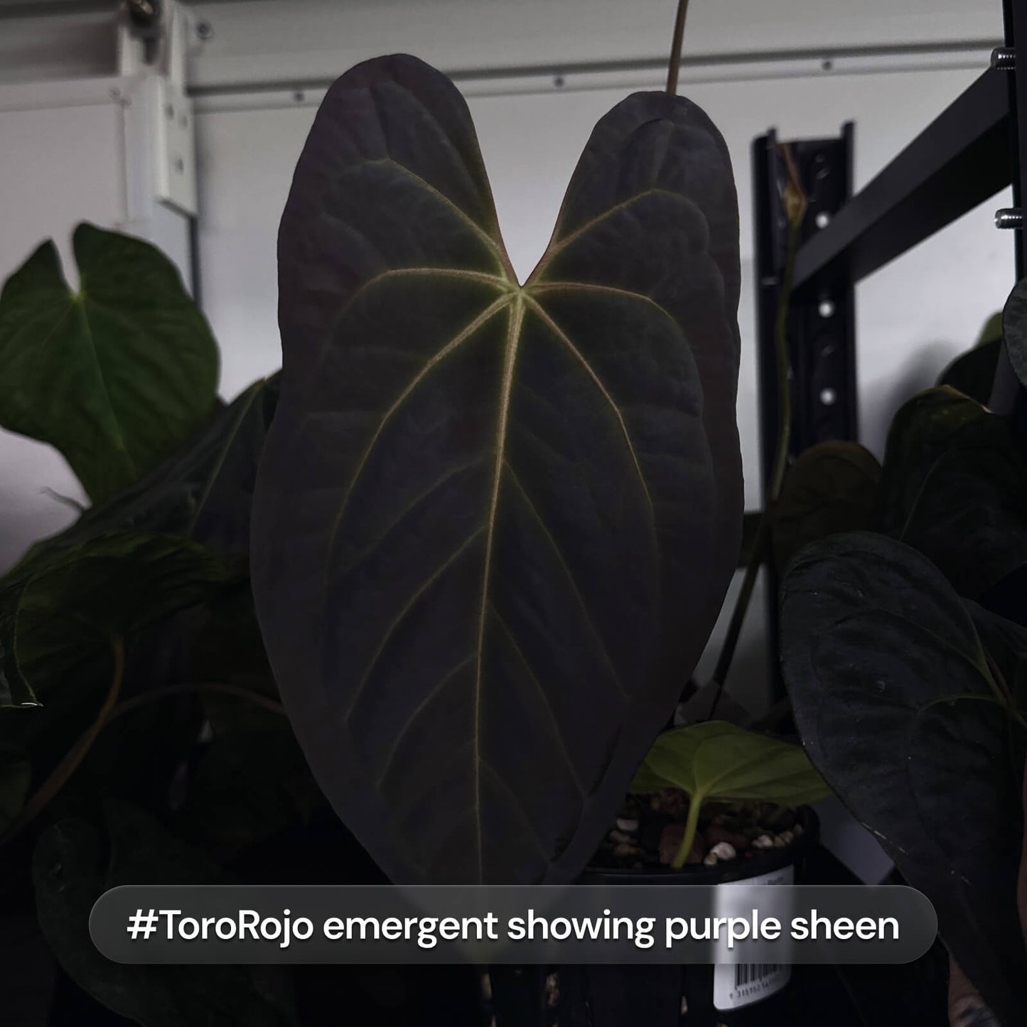 Anthurium forg pap variegated x pap bess • germinated seeds