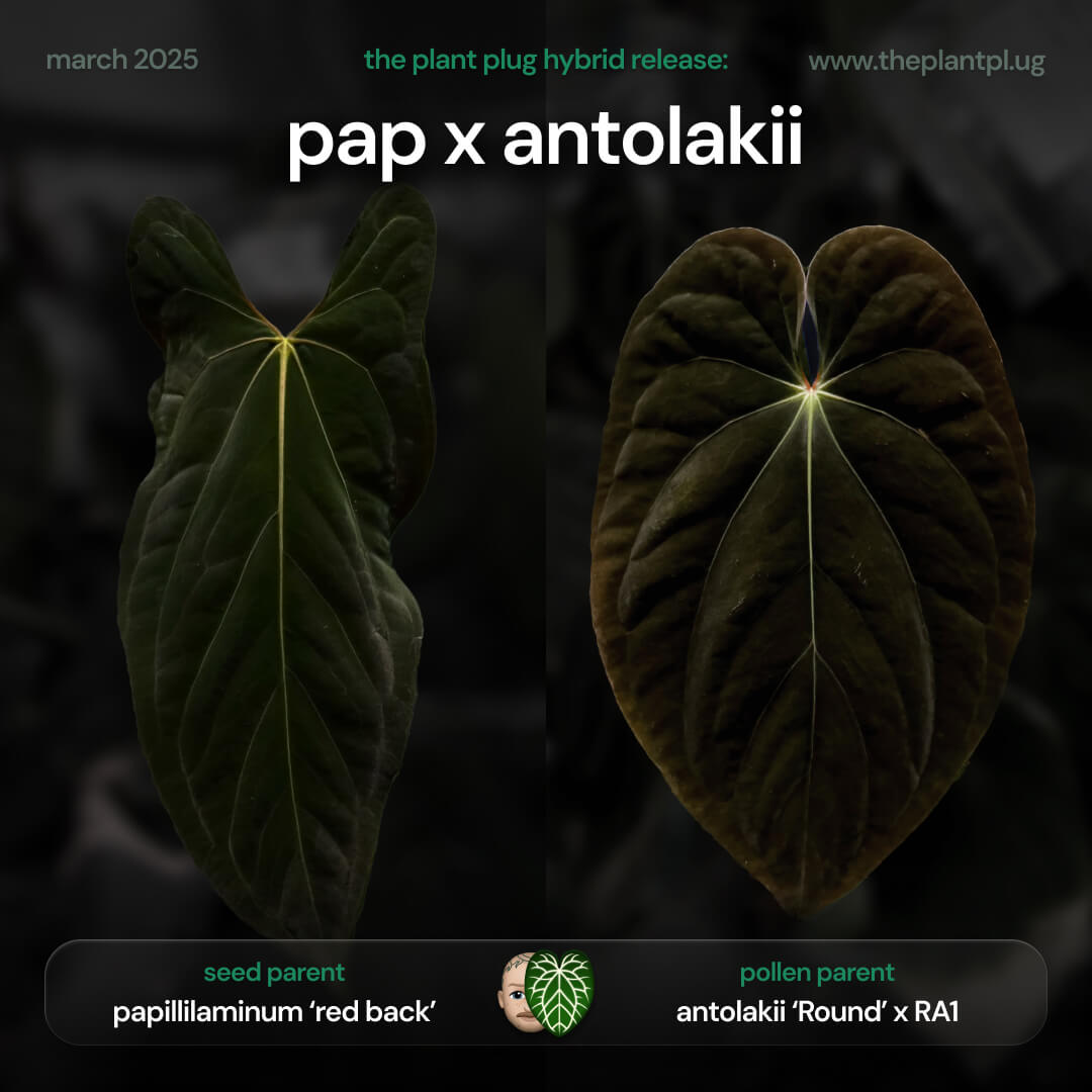 Anthurium papillilaminum x antolakii / 'bvep' • germinated seeds