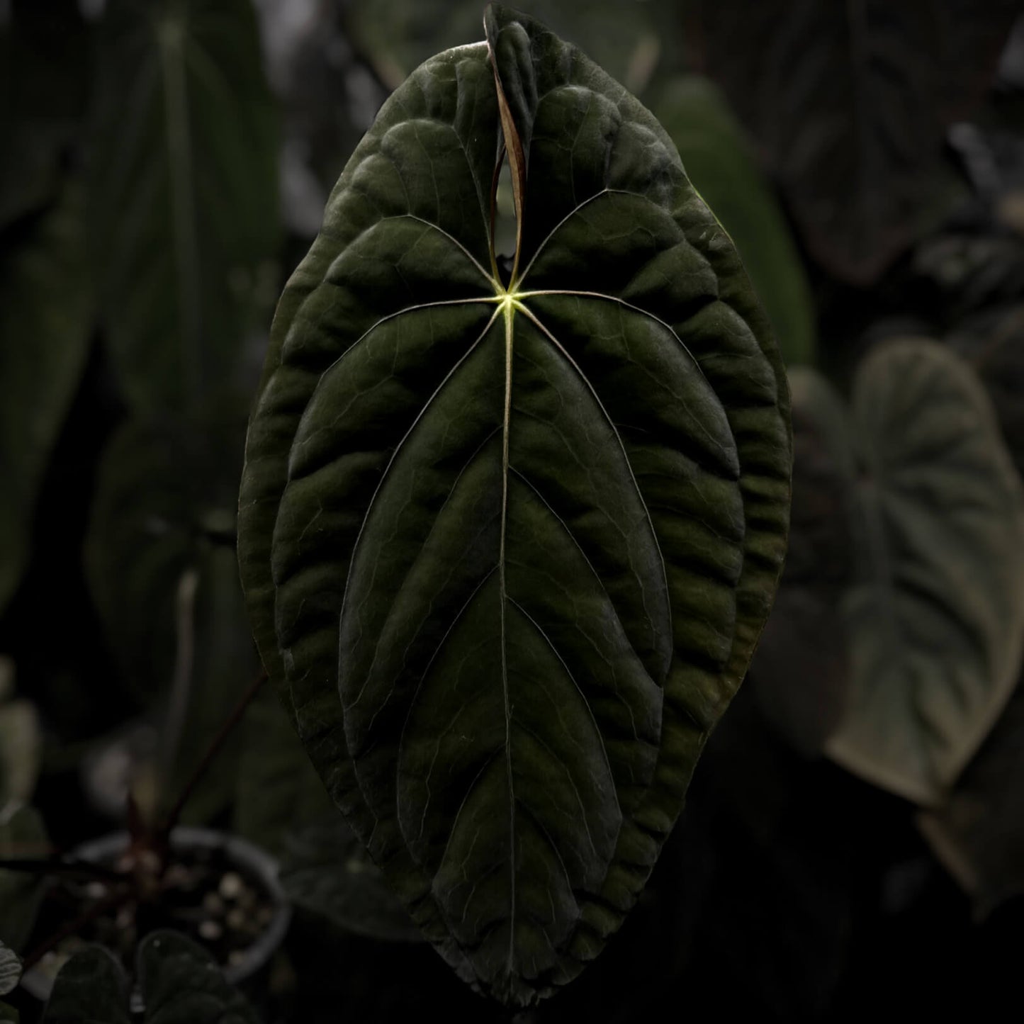 Anthurium papillilaminum x dressleri • 'LAS' x 'JS'