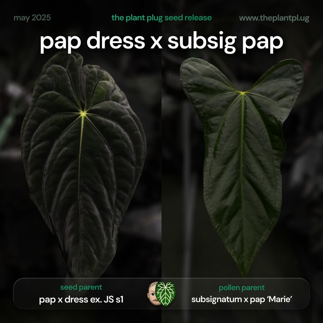 Anthurium (pap x dress) x (subsig x pap) • germinated seeds