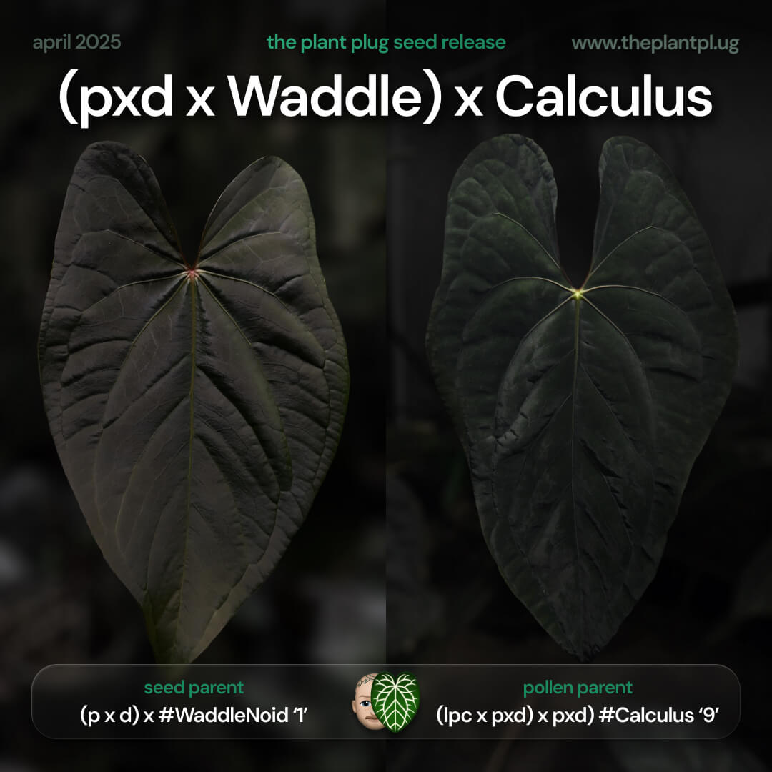 Anthurium ((pap x dress) x #WaddleNOID) x #Calculus '9' • Germinated seeds