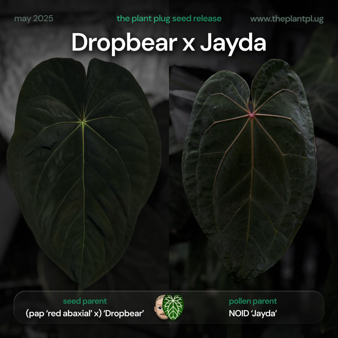 Anthurium 'Dropbear' x 'Jayda' β’ pink variegated