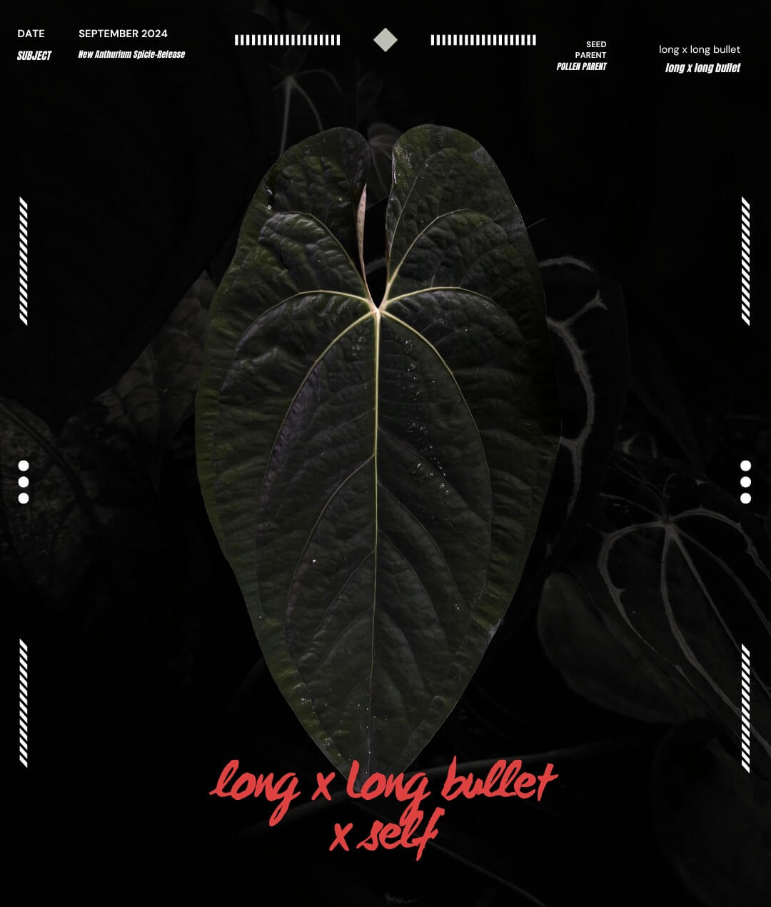 Anthurium papillilaminum ('Long' x 'Long Bullet') x self
