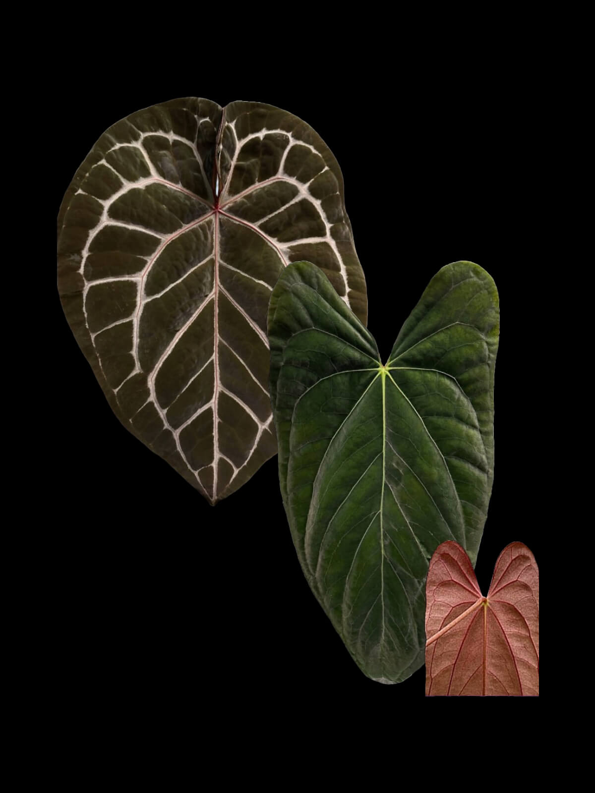 Anthurium 'Red Crystal' x papillilaminum 'Red abaxial'