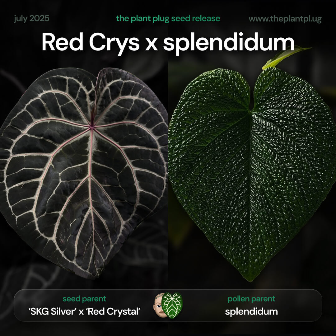 Anthurium 'Red Crystal' x splendidum • grower's choice