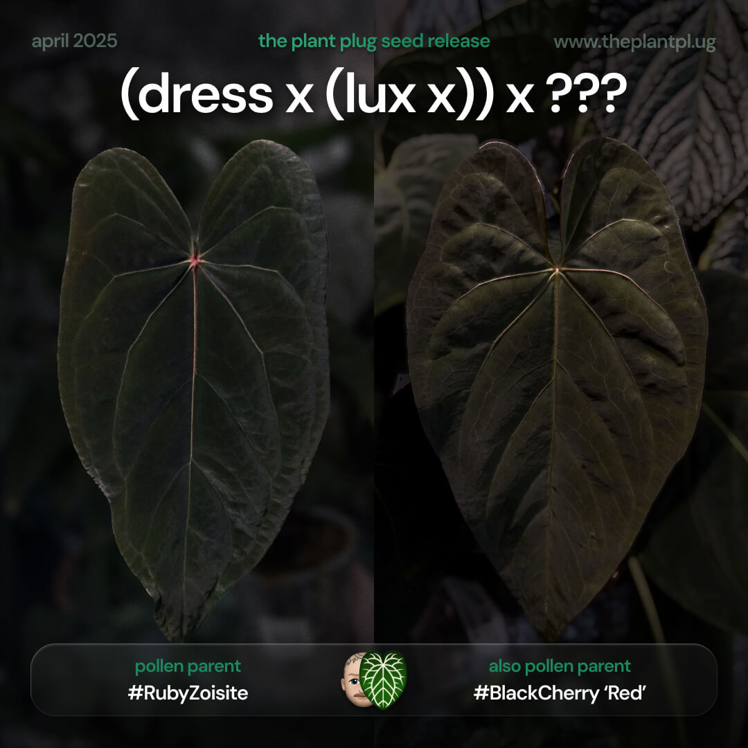 (dressleri x luxurians hybrid) x open • germinated seeds