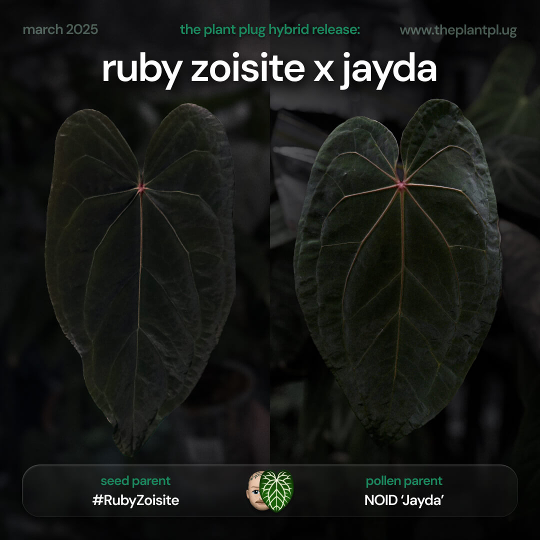Anthurium 'Ruby Zoisite' x 'Jayda' • first release 🎉