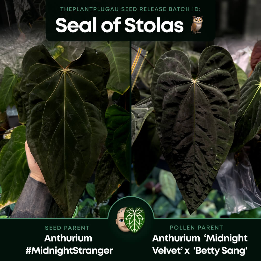 Anthurium #SealofStolas • XL flowering plant
